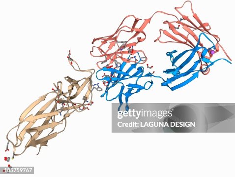 Leptin receptor molecule Leptin receptor molecule