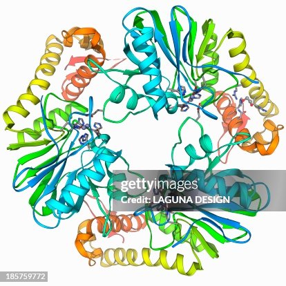 Beta-lactamase-like protein 2 molecule Beta-lactamase-like protein 2 molecule