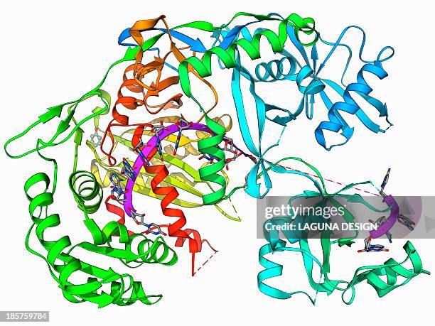 argonaute protein and microrna - dna model stock illustrations