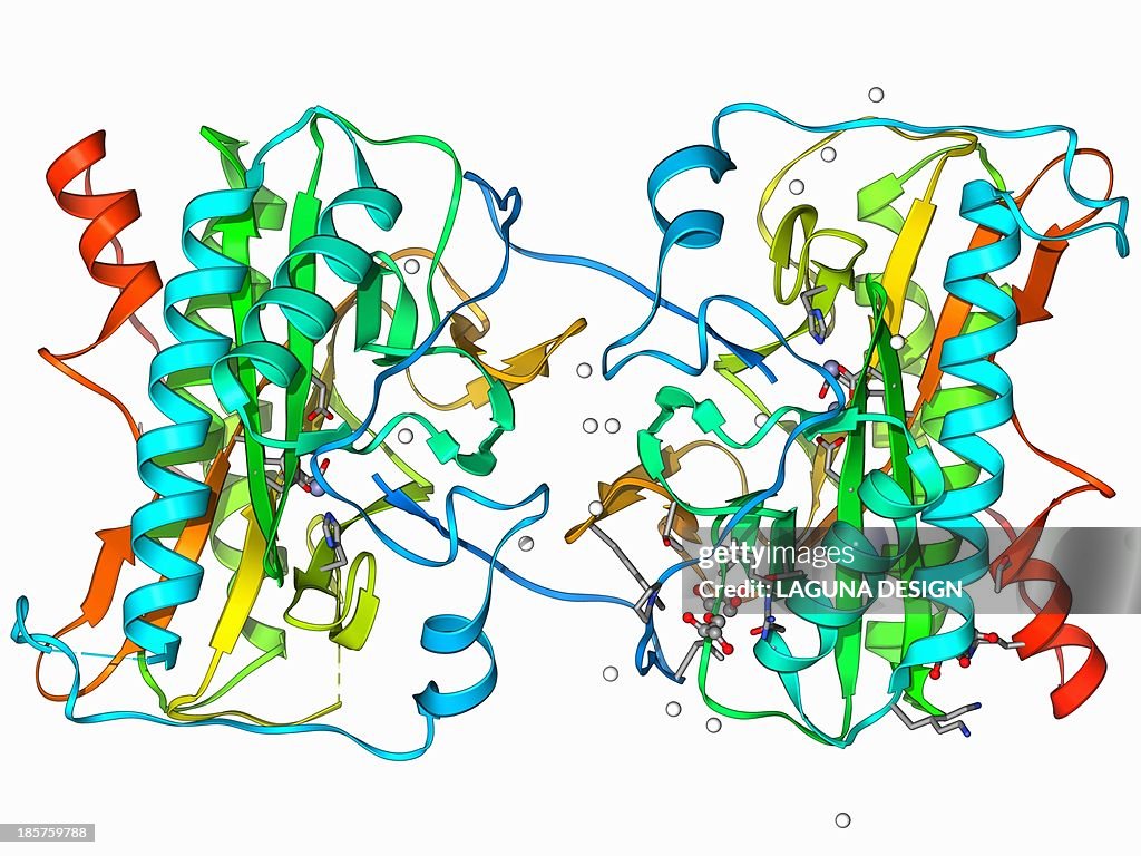 Methionine aminopeptidase molecule