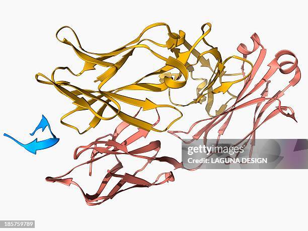 hepatitis c glycoprotein and antibody - antibody protein stock illustrations