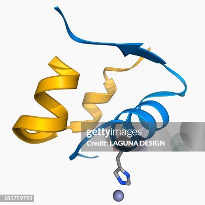 Insulin molecule Insulin molecule