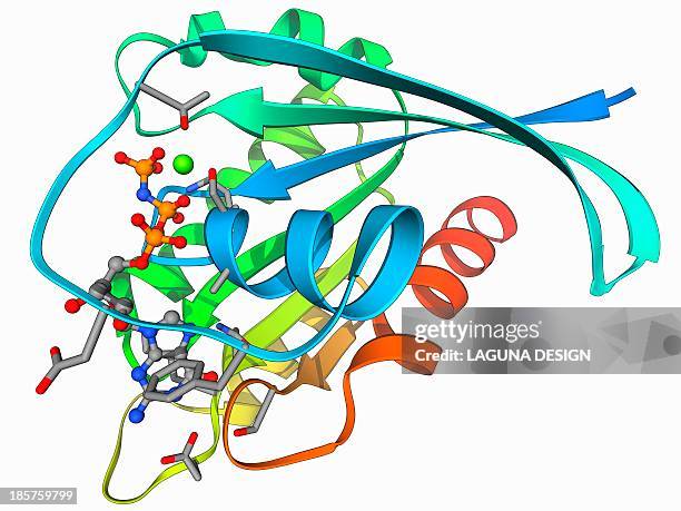 h-ras p21 oncogene protein - oncogene stock-grafiken, -clipart, -cartoons und -symbole