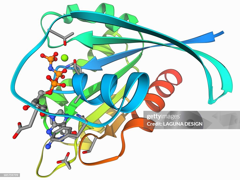H-Ras p21 oncogene protein