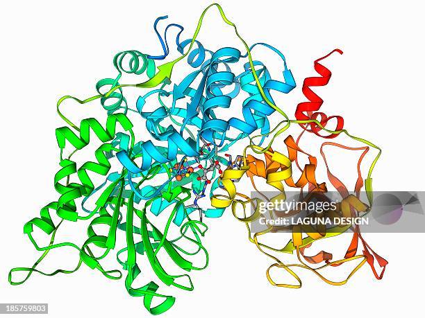 metabolic enzyme molecule - enzym stock-grafiken, -clipart, -cartoons und -symbole