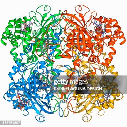 Catalase, molecular model Catalase, molecular model