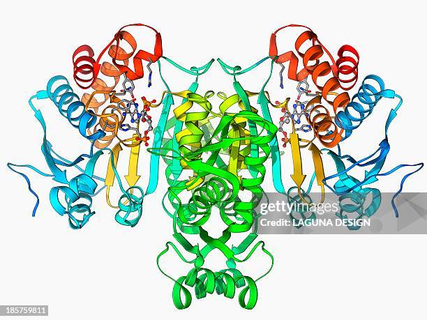 nadp-dependent isocitrate dehydrogenase - enzyme stock illustrations
