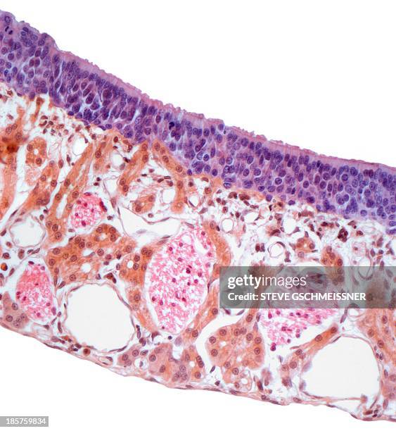 nasal mucosa, light micrograph - lms stock pictures, royalty-free photos & images