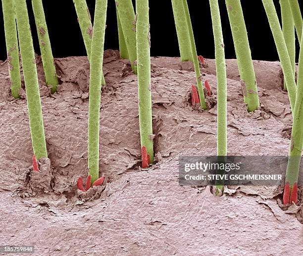 eyelash mites, sem - eyelash mites stock pictures, royalty-free photos & images