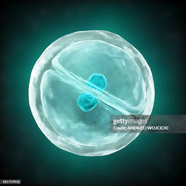 cell division, artwork - cell division stock illustrations