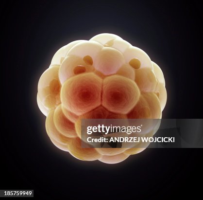 Embryo, artwork Embryo, artwork