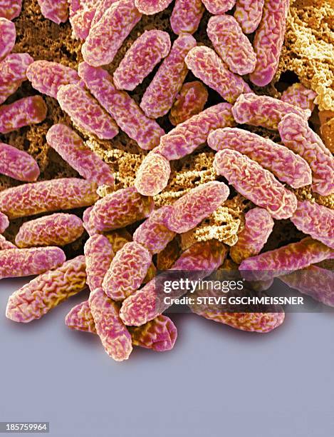 e coli bacteria, sem - escherichia coli stock-fotos und bilder