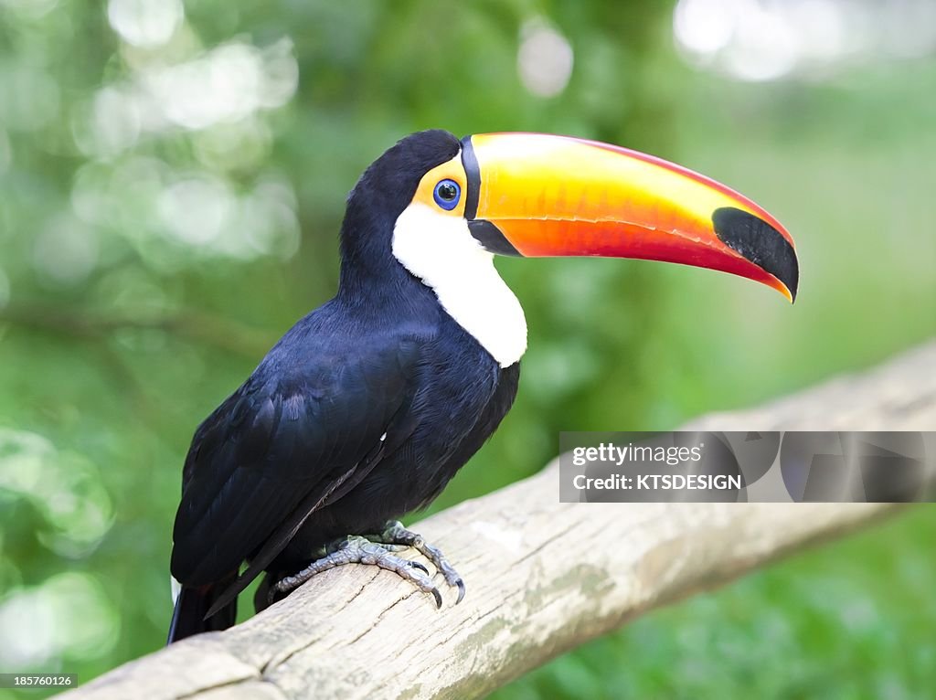 Toucan