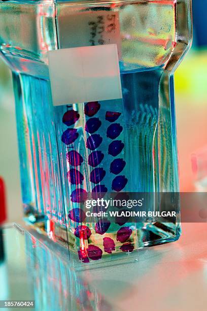 biopsy slides - biopsy stock pictures, royalty-free photos & images