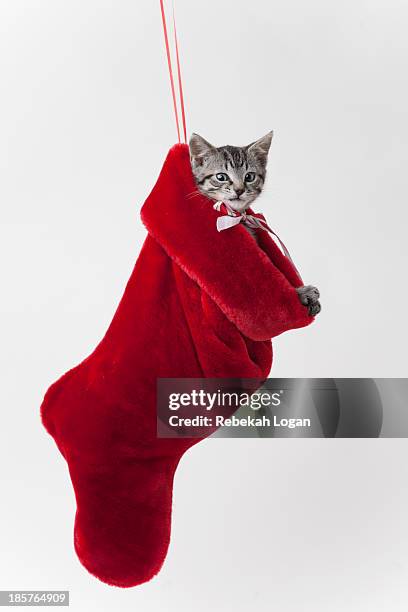 stocking with tabby kitten peaking out. - cat hanging stock pictures, royalty-free photos & images