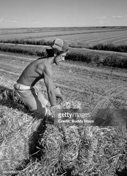 An illegal Mexican immigrant and farm worker loads freshly baled alfalfa hay onto a truck on a small farm in the Mesilla Valley of southern New...