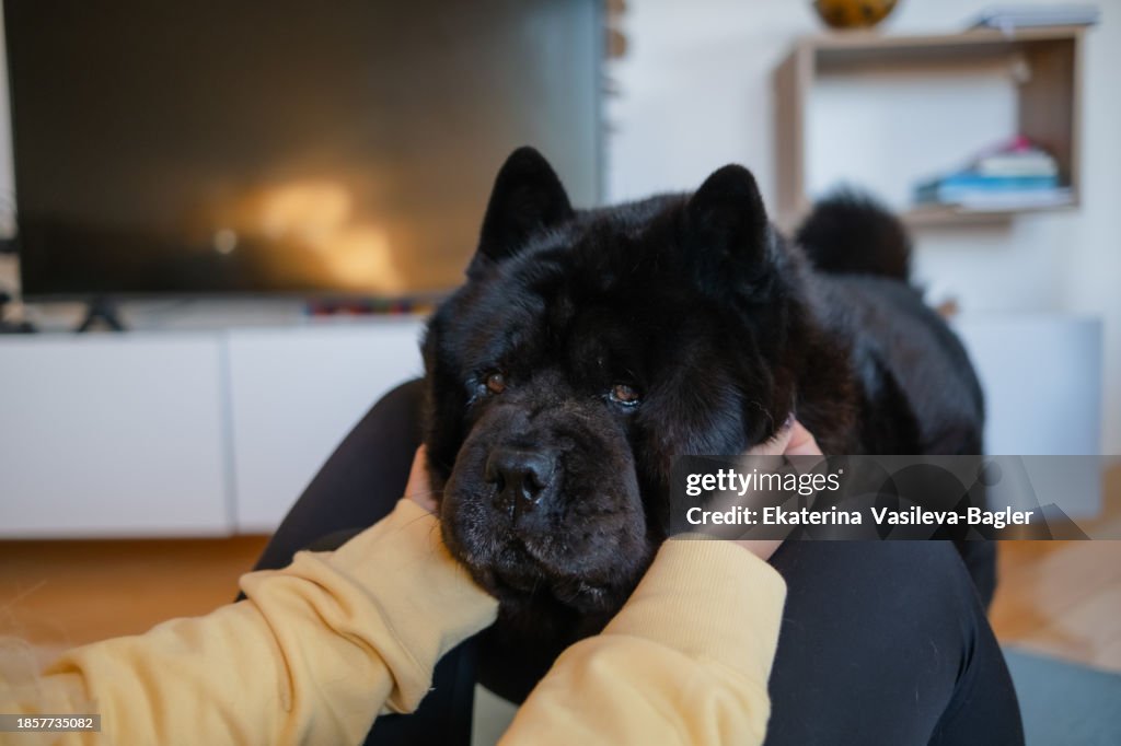 Muzzle of a black chow - dog in the hands in the hands of its owner