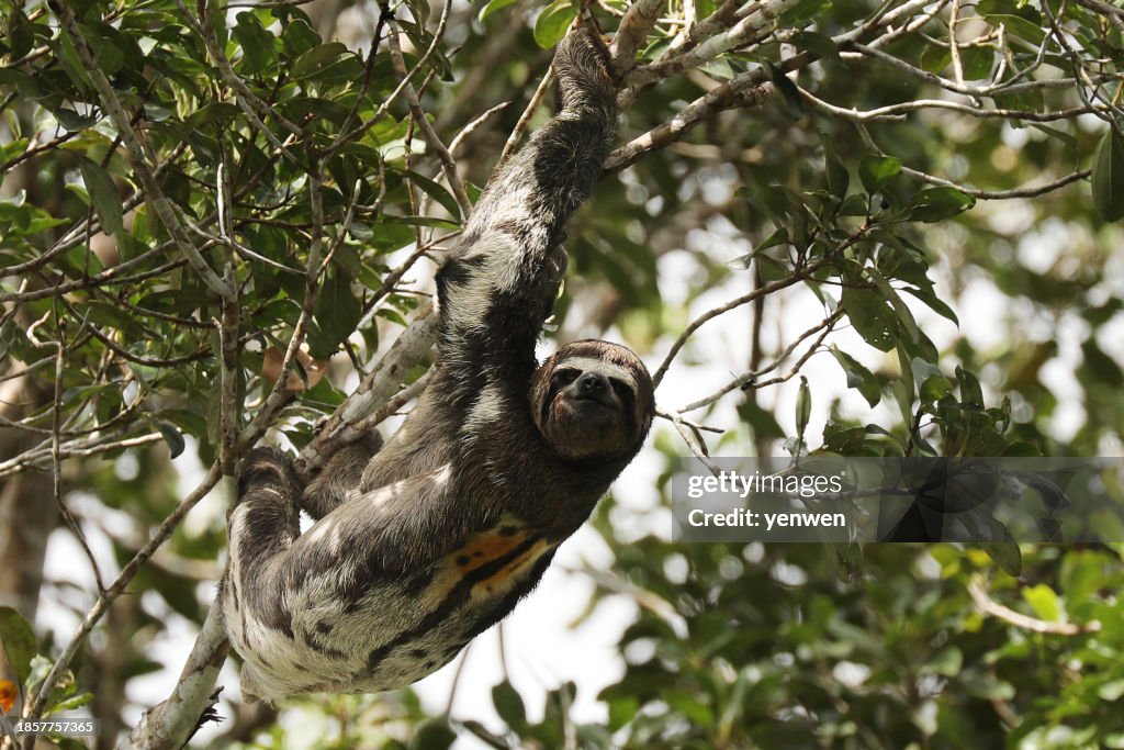 Sloth in Amazon Jungle