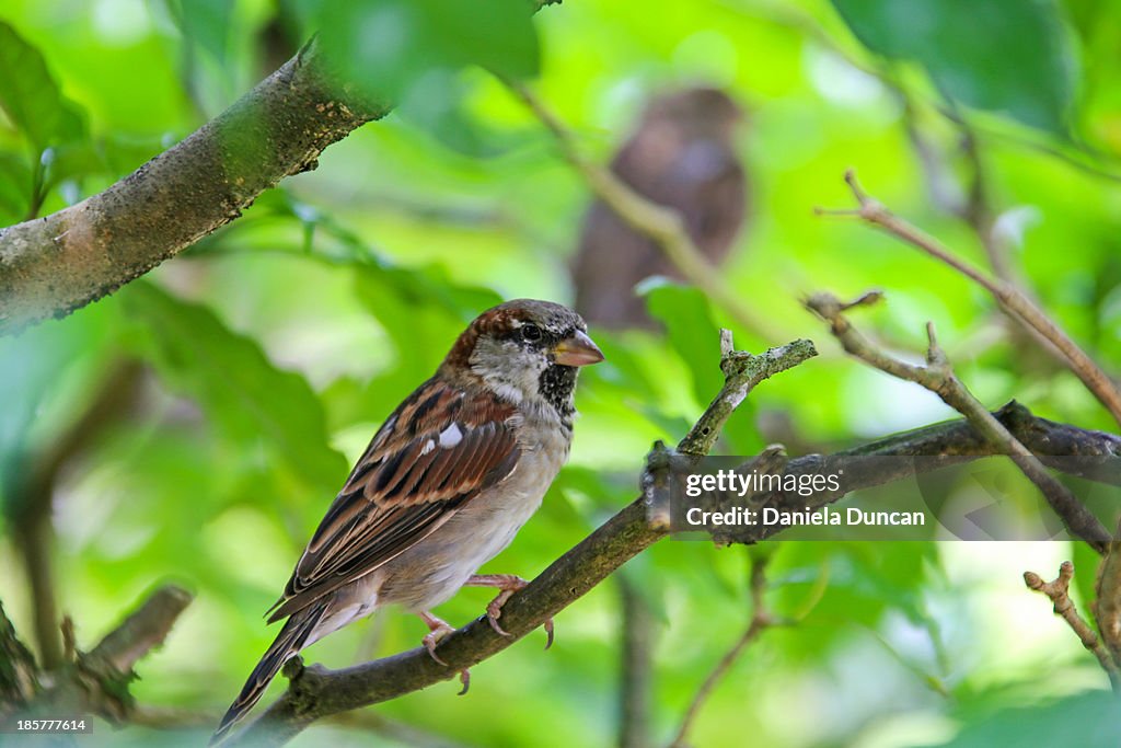 Male European House Sparrow