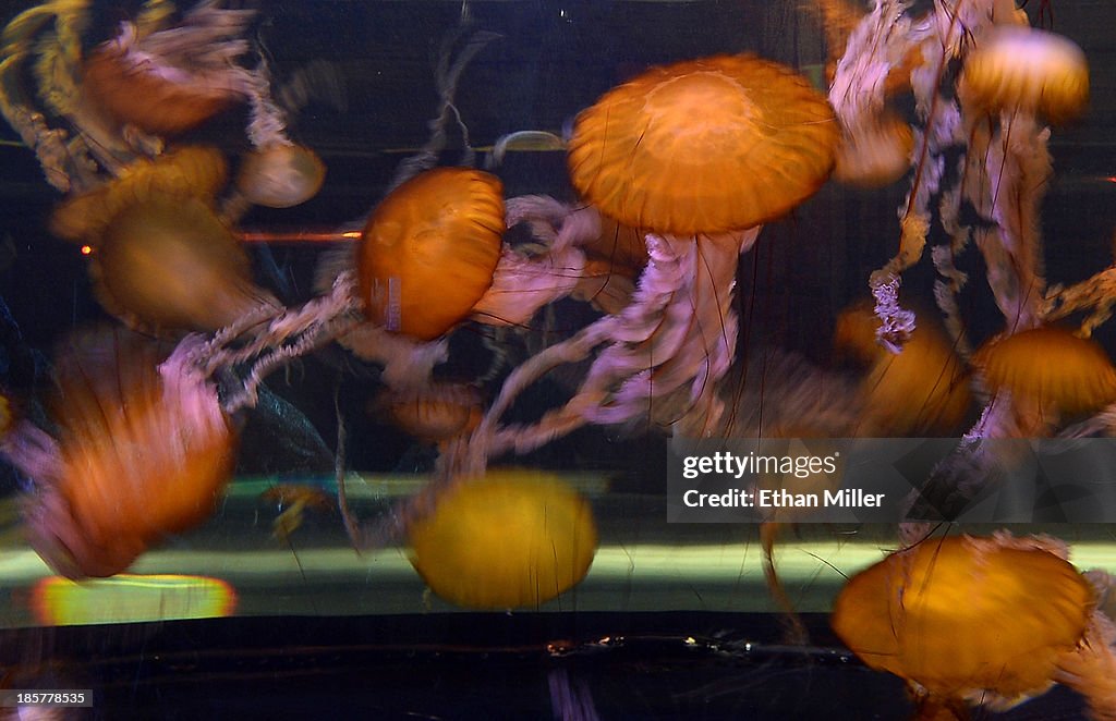 Jellyfish At The Shark Reef Aquarium At Mandalay Bay