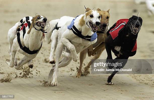 General view of greyhounds in action during a race held on March 5, 2003 at Hove, in England.