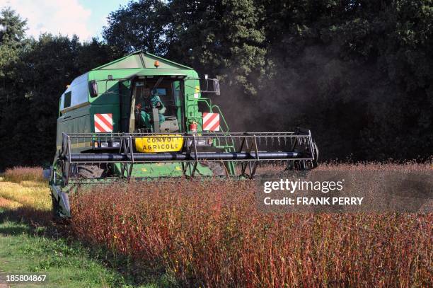 Buckwheat field owned by David Le Ruyet pastas manufacturer is harvested by a combine-harvester on October 10 in his factory in Languidic, Brittany,...