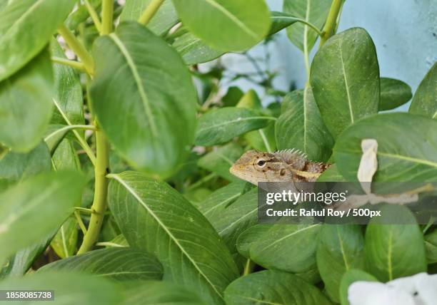 close-up of butterfly on plant - bearded dragon stock pictures, royalty-free photos & images