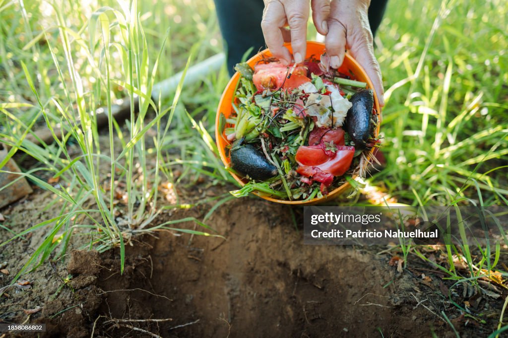 Senior Woman Depositing Organic Waste from a Plastic Container onto the Soil for Composting.