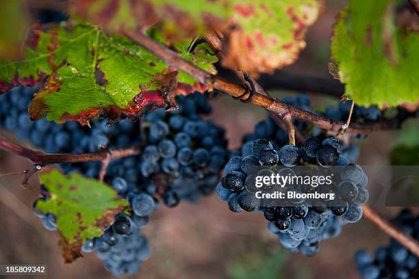 14 Servadou Stock Photos, HighRes Pictures, and Images Getty Images