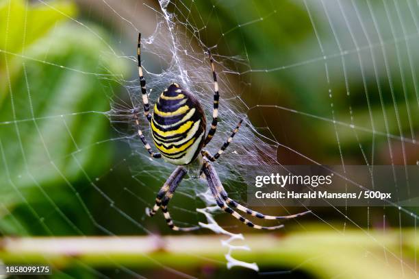 close-up of spider on web - getingspindel bildbanksfoton och bilder