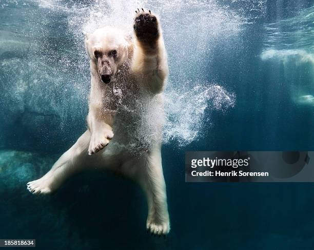 polarbear in water - animal waving stockfoto's en -beelden