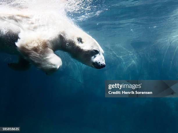 682 Animated Polar Bear Photos and Premium High Res Pictures - Getty Images 682 Animated Polar Bear Photos and Premium High Res Pictures - Getty Images