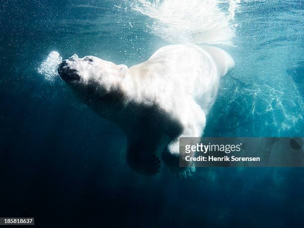 682 Animated Polar Bear Photos and Premium High Res Pictures - Getty Images