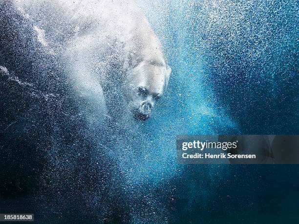 682 Animated Polar Bear Photos and Premium High Res Pictures - Getty Images 682 Animated Polar Bear Photos and Premium High Res Pictures - Getty Images