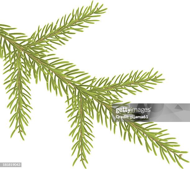 pine tree branch - pine tree white background stock illustrations