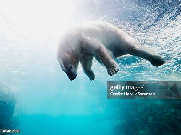 682 Animated Polar Bear Photos and Premium High Res Pictures - Getty Images 682 Animated Polar Bear Photos and Premium High Res Pictures - Getty Images