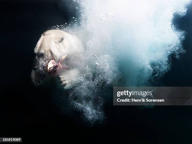 682 Animated Polar Bear Photos and Premium High Res Pictures - Getty Images 682 Animated Polar Bear Photos and Premium High Res Pictures - Getty Images