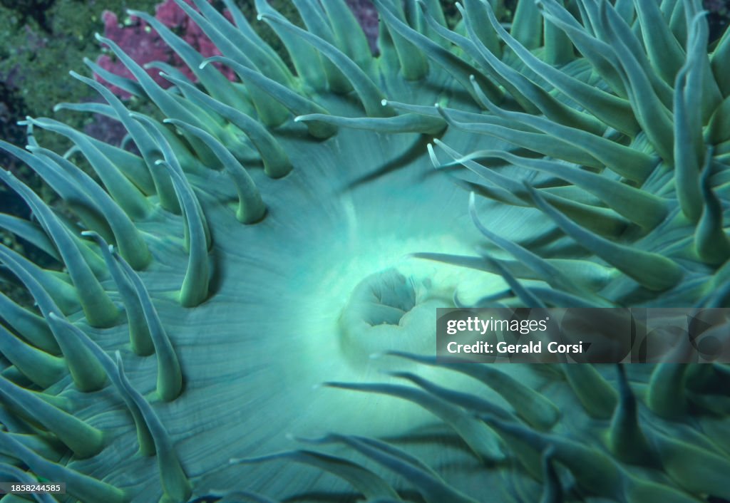 Anthopleura xanthogrammica est une espèce d ' anémone de mer de la famille des Actiniidae. D’autres noms pour cette anémone comprennent l’anémone de surf verte, l’anémone de mer verte géante, l’anémone verte, l’anémone géante de marée,