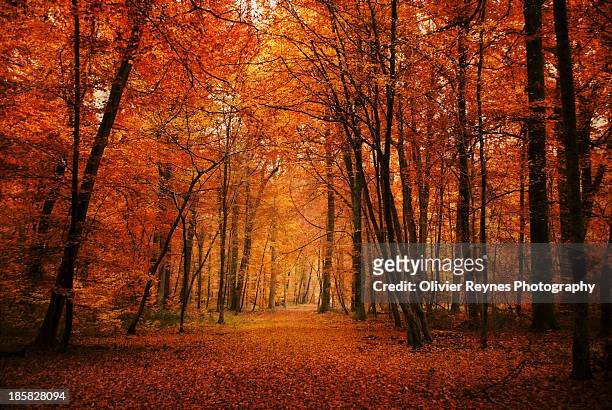 my sweet forest... fontainebleau - autumn photos et images de collection