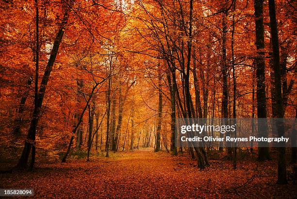 my sweet forest... fontainebleau - fall trees stock pictures, royalty-free photos & images