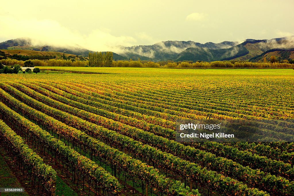 Autumn Vines