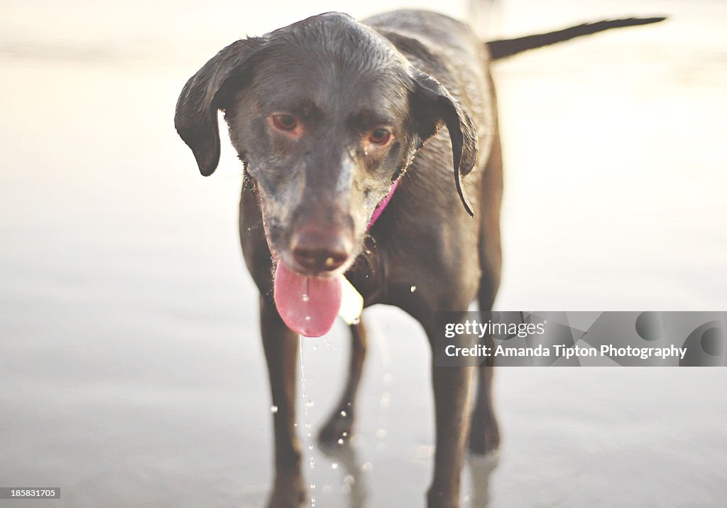 Wet dog