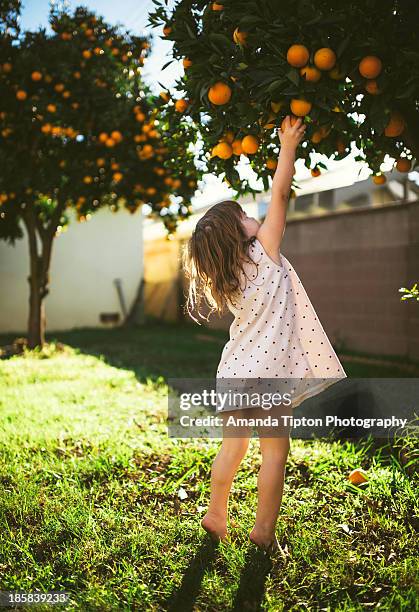 reach high - orange california foto e immagini stock