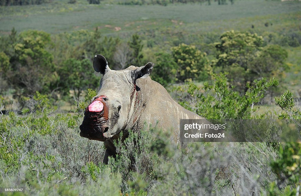 South African Vets Opreate on a Rhino