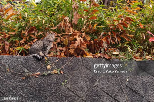 a brown tabby cat - genomen met mobiel apparaat stockfoto's en -beelden