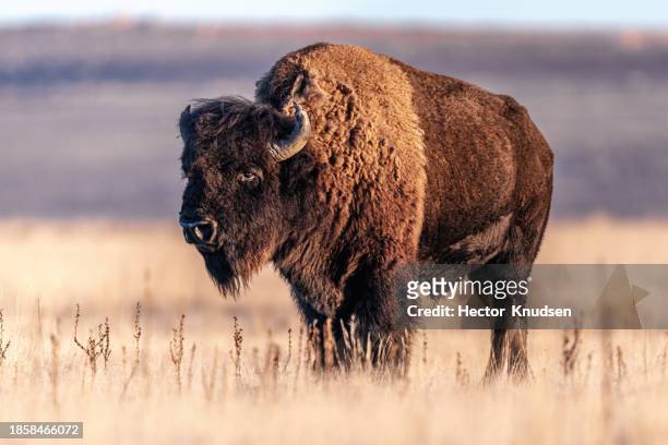 full profile of american bison in plains - utah state parks stock pictures, royalty-free photos & images