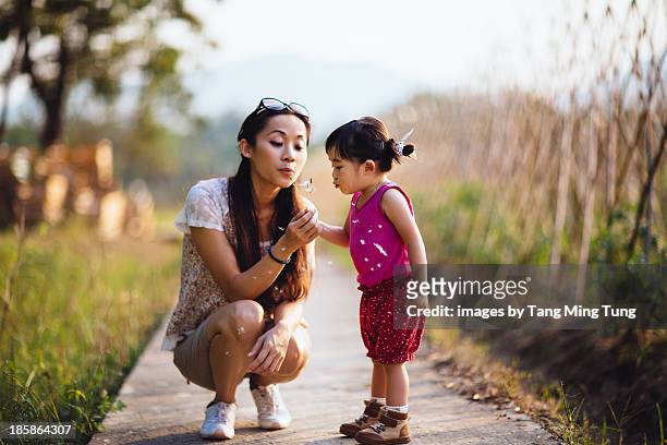 young mom blowing dandelion with toddler girl - chinese family with one child stock pictures, royalty-free photos & images