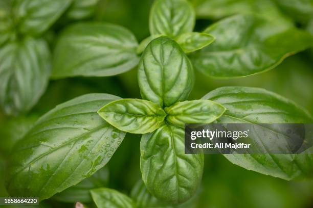italian basil leaves - basilico foto e immagini stock
