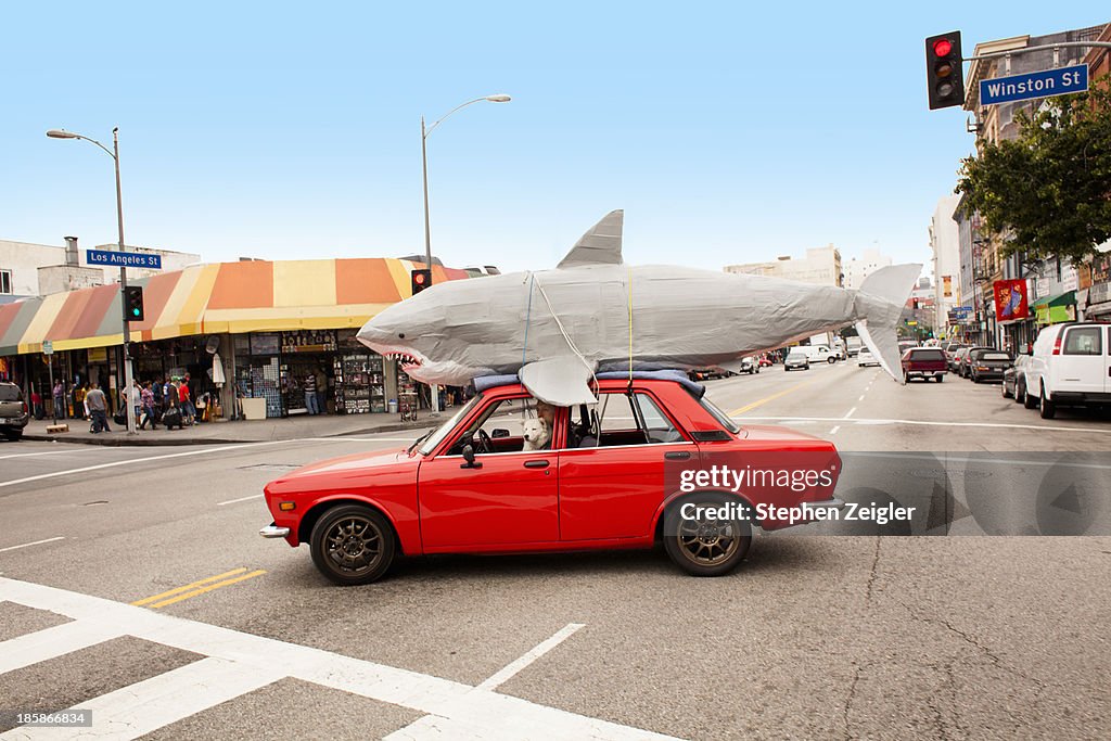 Man driving car with papier-mache shark on roof