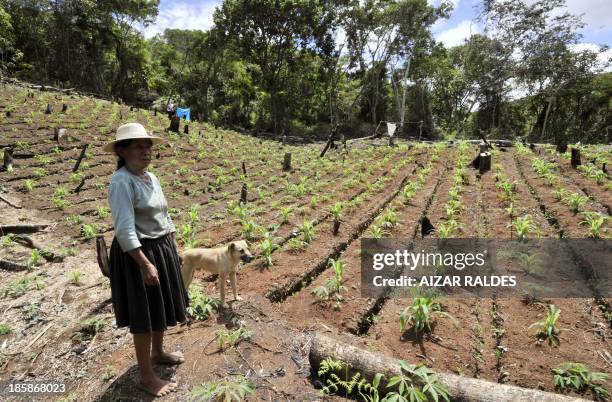 Bolivian peasant Doña Pola Cubo, a coca grower, shows her coca and corn plantation, in Inca, a community in the Apolo region near the Peruvian...